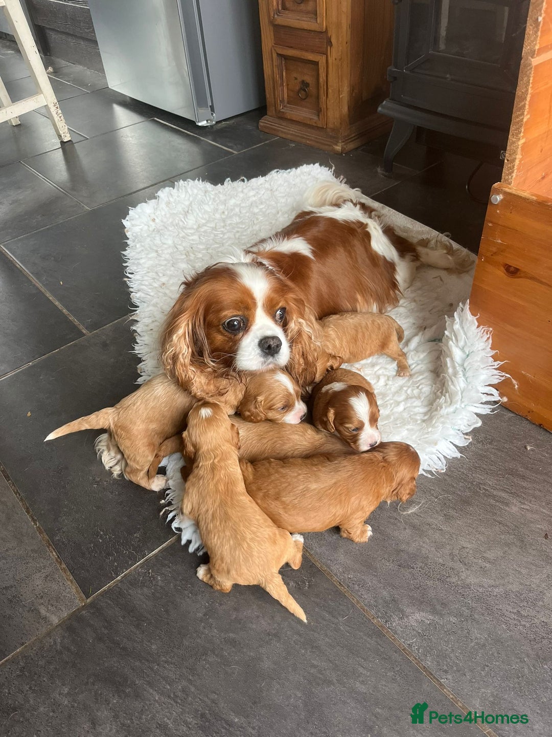 Cavapoo dogs for sale: For sale  F1 Cavapoos puppies 🐶  - Image 6