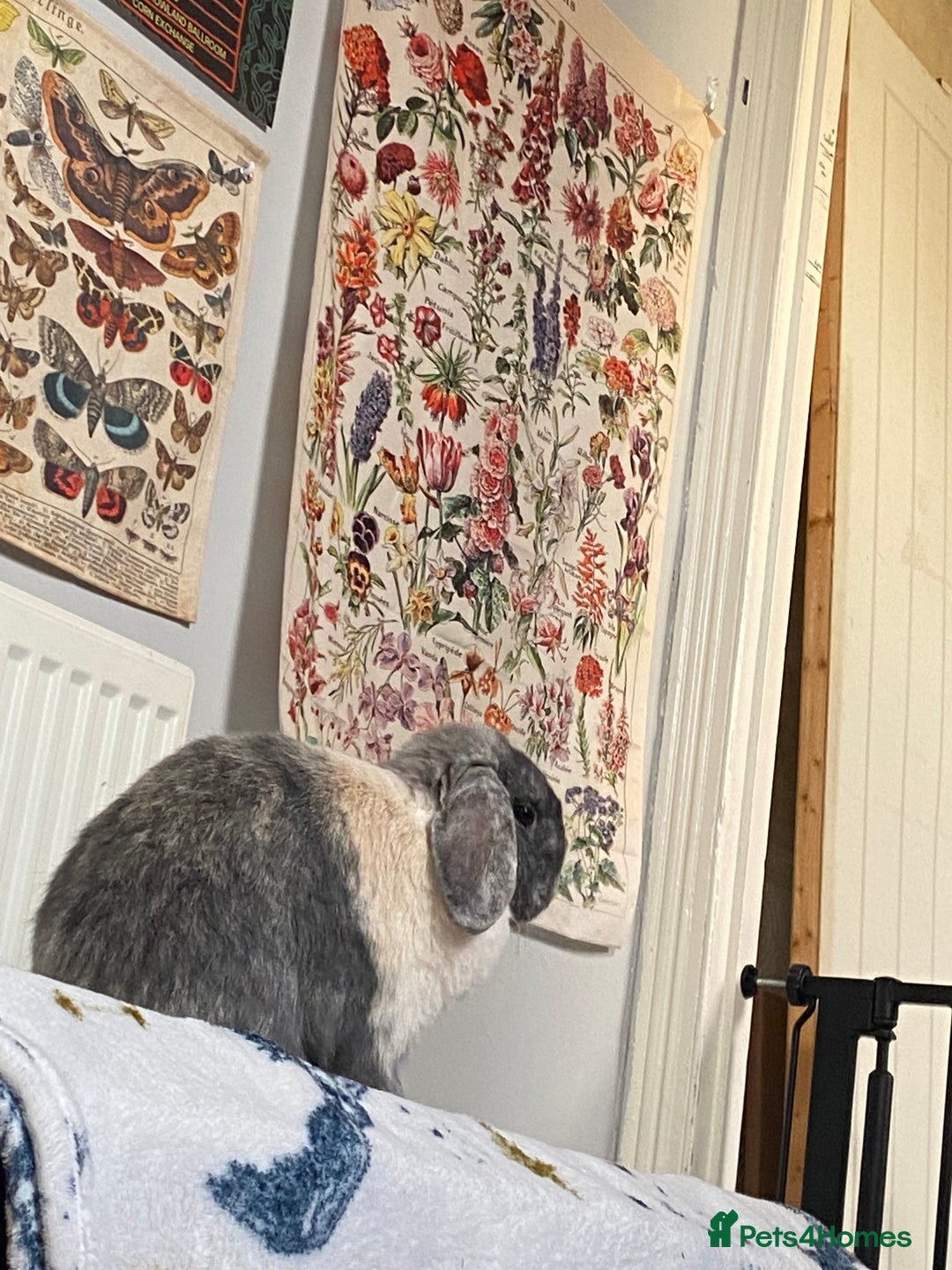 Mini Lop rabbits for sale: Sherlock neutered male (4 y/o) - Advert 6