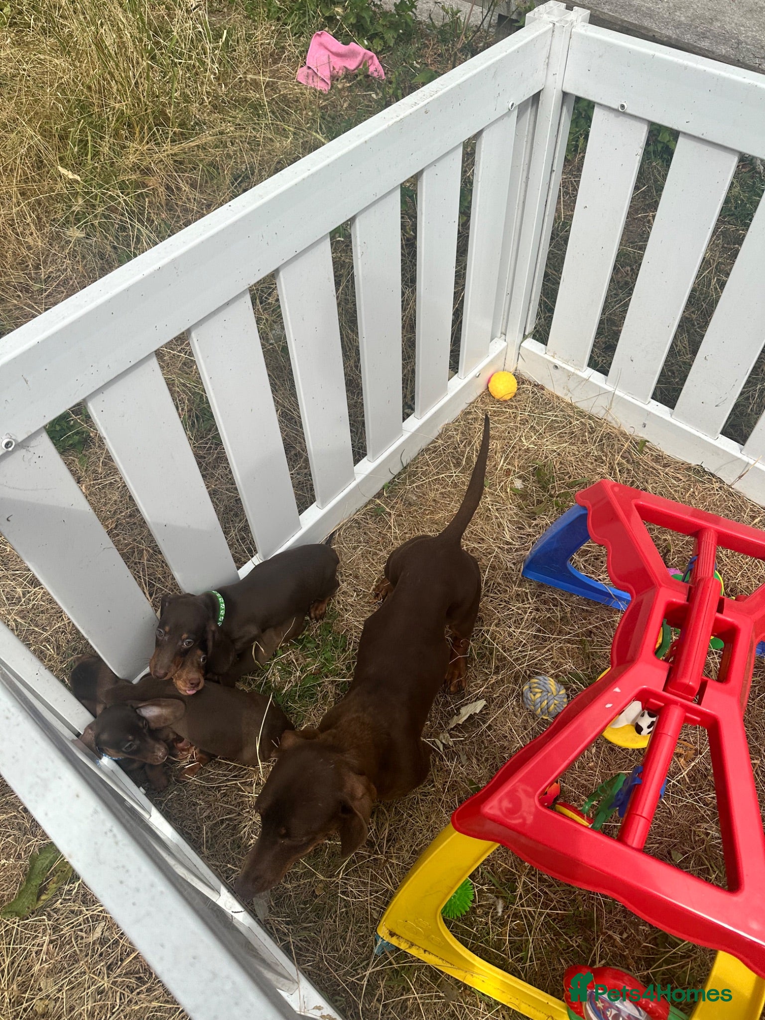Miniature Dachshund dogs Beautiful Chocolate & Tan Dachshund Pups Ready Now - Advert 6