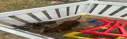 Miniature Dachshund dogs for sale: Beautiful Chocolate & Tan Dachshund Pups Ready Now - Advert 3