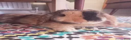 English Lop rabbits for sale: English Lop (male), mixed friendly bunny for sale. - Advert 3