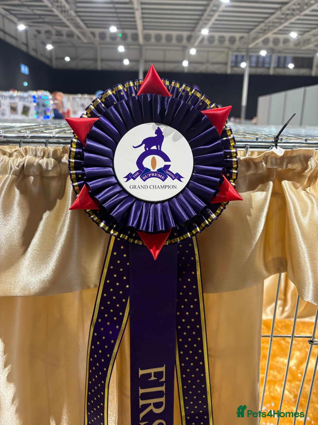 British Shorthair cats for sale: Fawn tortie girl  - Advert 9