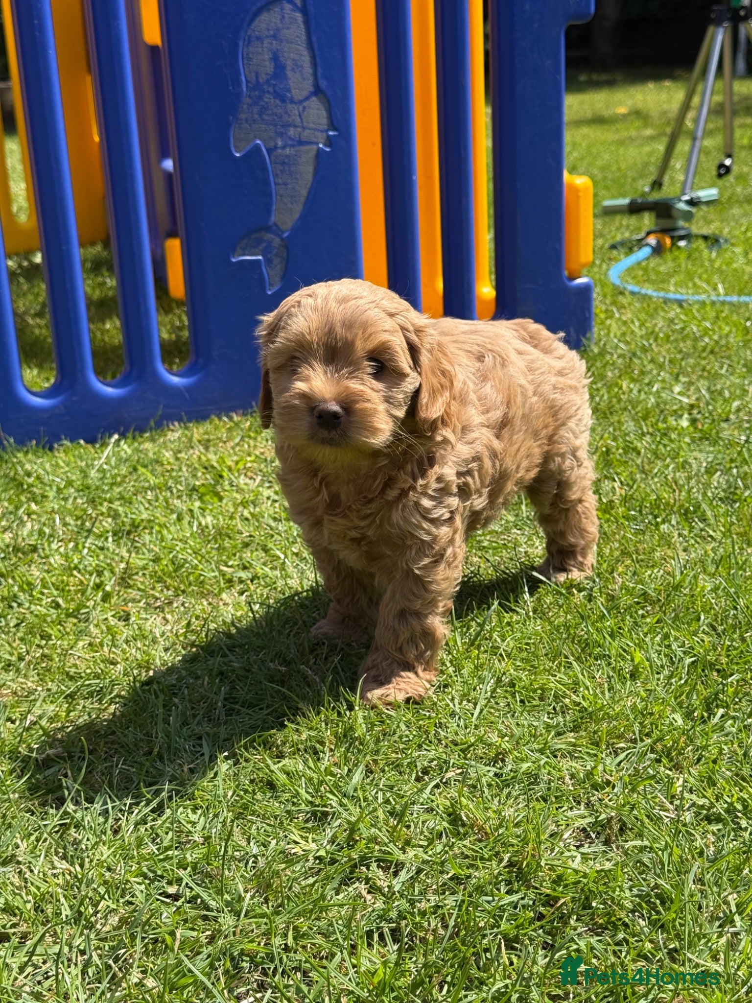 Cockapoo dogs ⭐️ADORABLE COCKAPOO PUPPIES⭐️ - Advert 2