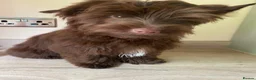 Yorkshire Terrier dogs for sale: Colorful Yorkshire terrier - Advert 9