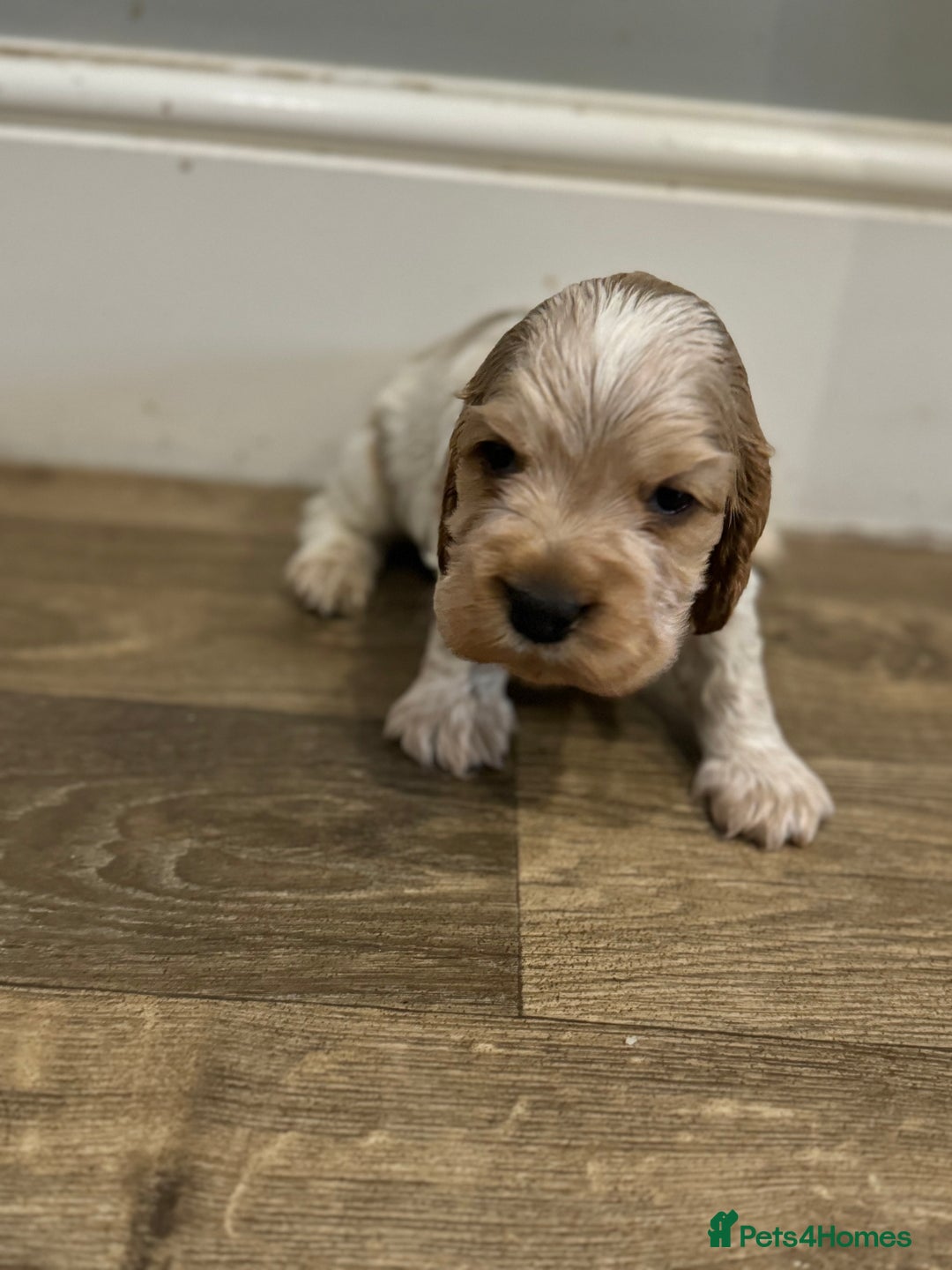 Cocker Spaniel dogs for sale: Exceptional litter of Show Type Cocker Spaniels - Advert 14