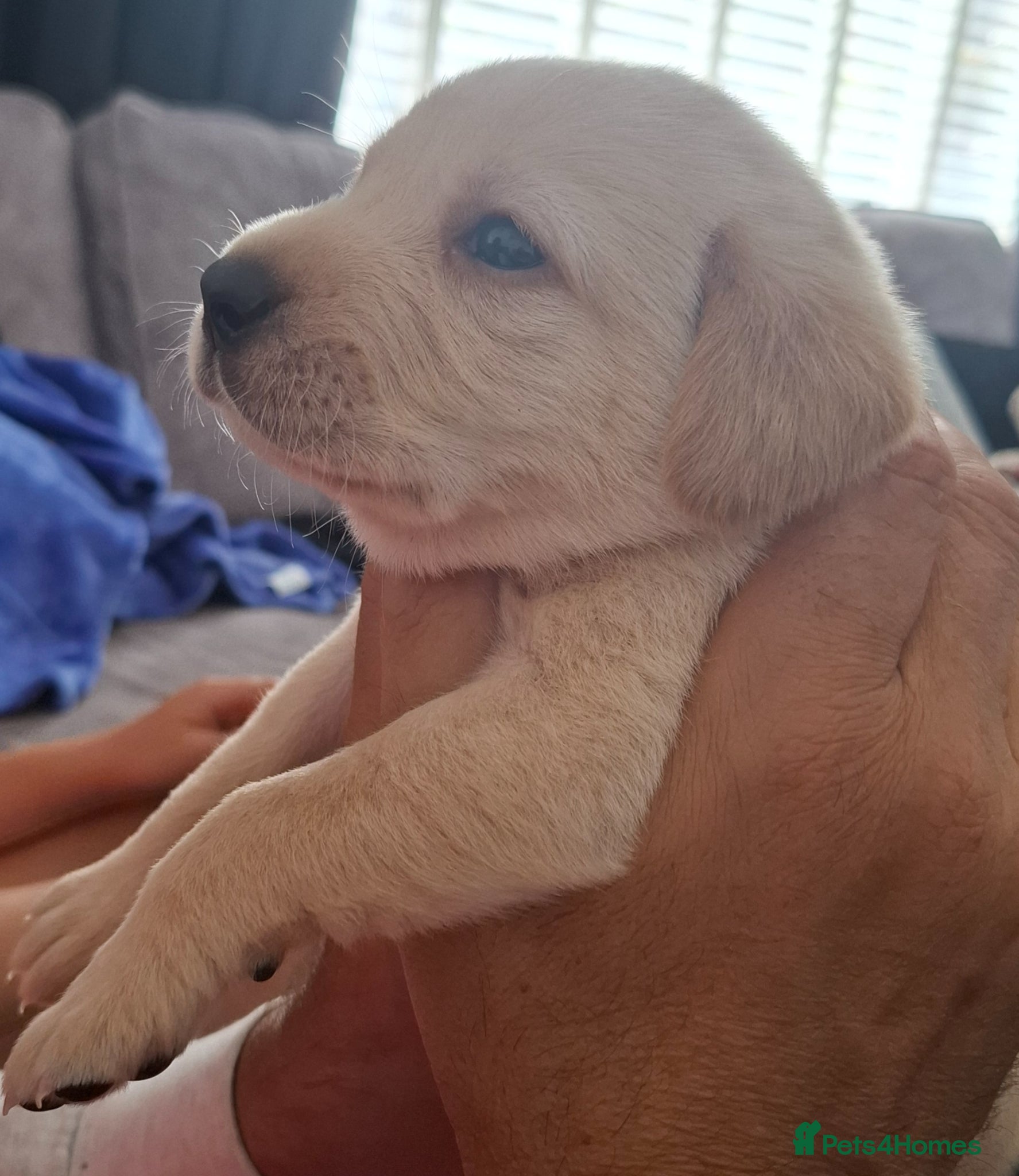 Labrador Retriever dogs **1 beautiful boy** - Advert 15