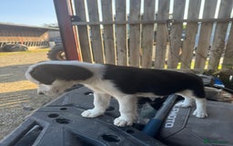 Border Collie dogs for sale: 3 males left .. female now sold! - Image 34