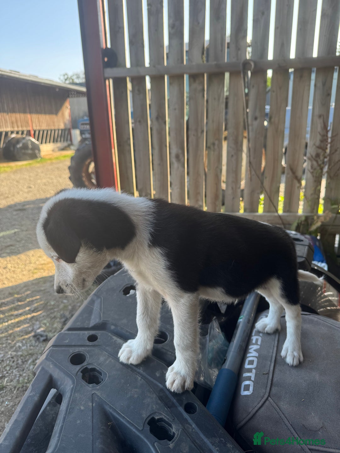 Border Collie dogs for sale: 3 males left .. female now sold! - Image 34