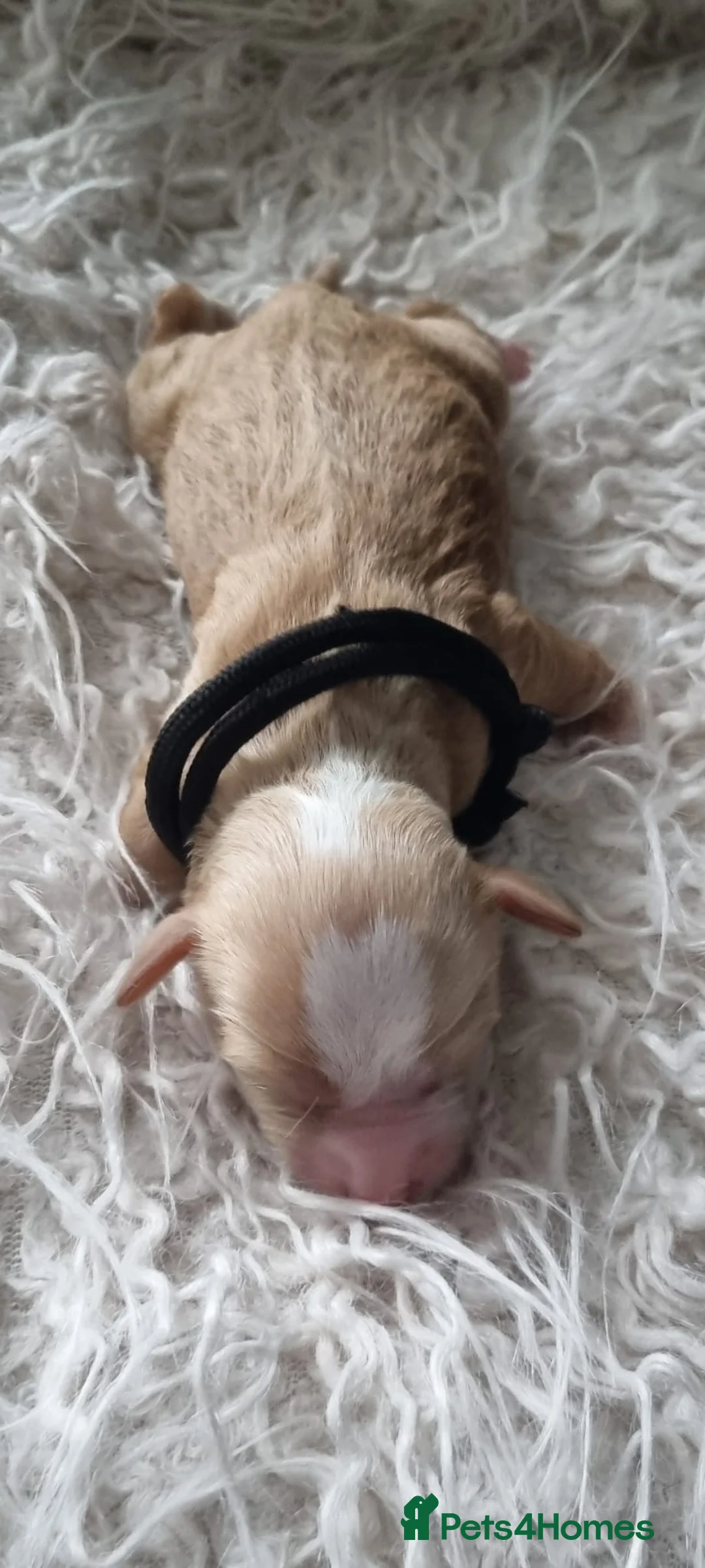 Tibetan Terrier dogs for sale: Stunning Tibetan Terrier Puppies  - Advert 5