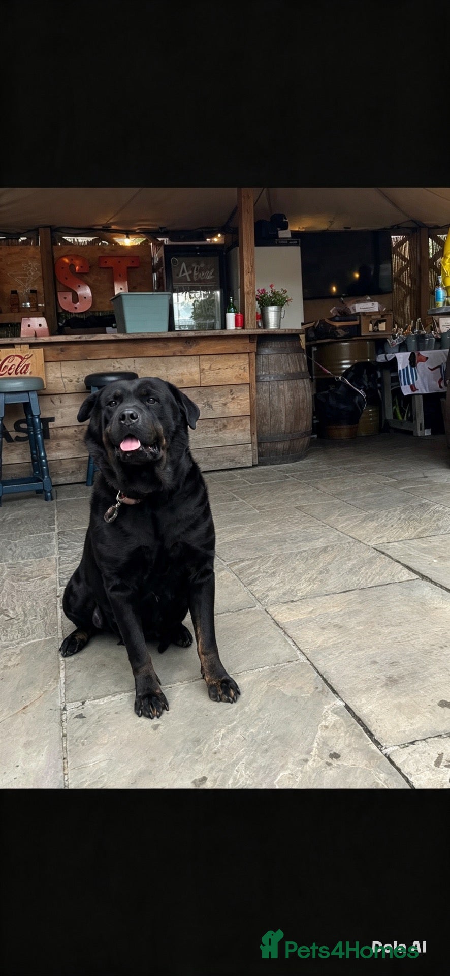 Rottweiler dogs Our beautiful Luna Looking for her forever home - Advert 8