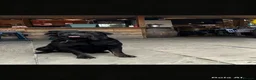 Rottweiler dogs for sale: Our beautiful Luna Looking for her forever home - Advert 1