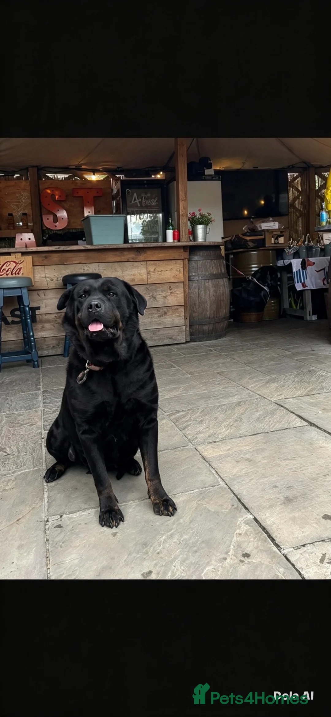 Rottweiler dogs for sale: Our beautiful Luna Looking for her forever home - Advert 1