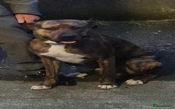 Lurcher dogs for sale: Brindle Lurcher Males ready now  - Advert 3