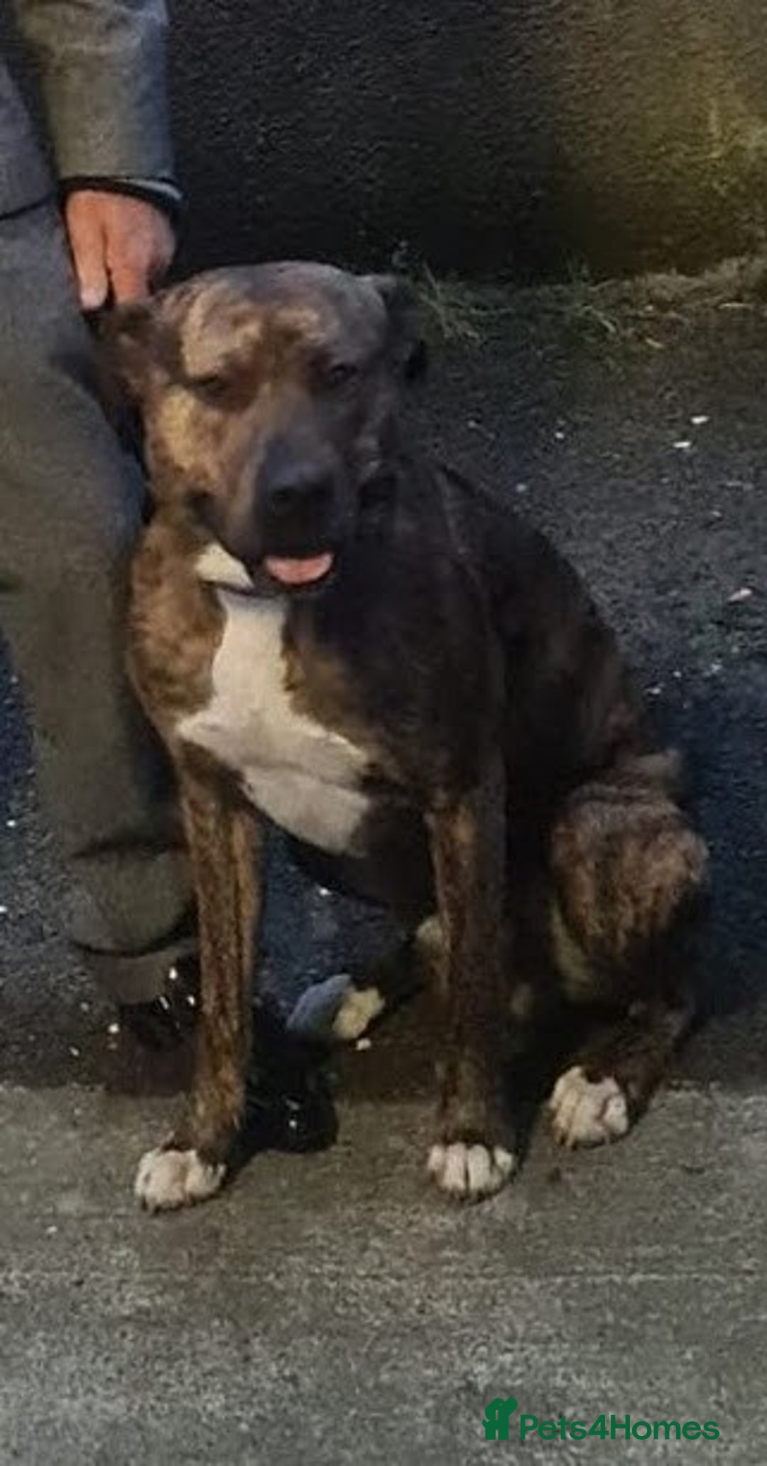 Lurcher dogs for sale: Brindle Lurcher Males ready now  - Advert 3