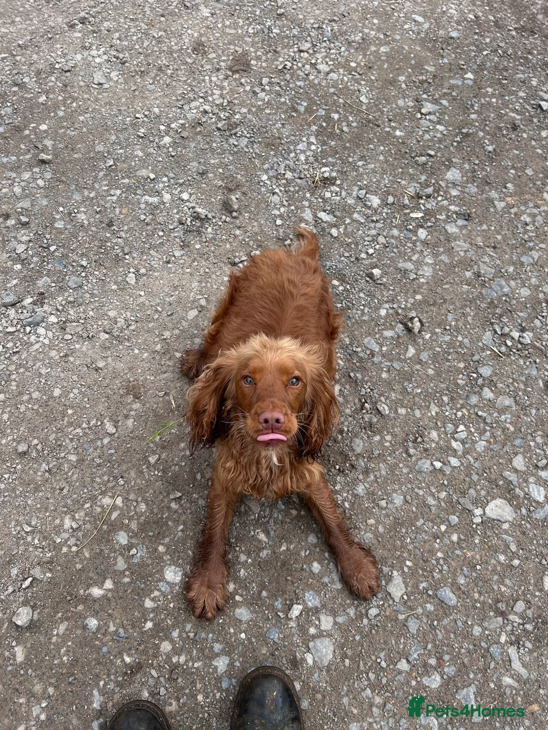 Cocker Spaniel dogs for sale: Lyla  in Thirsk - Advert 2