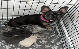 French Bulldog dogs for sale: READY NOW French bulldog puppies  - Advert 17