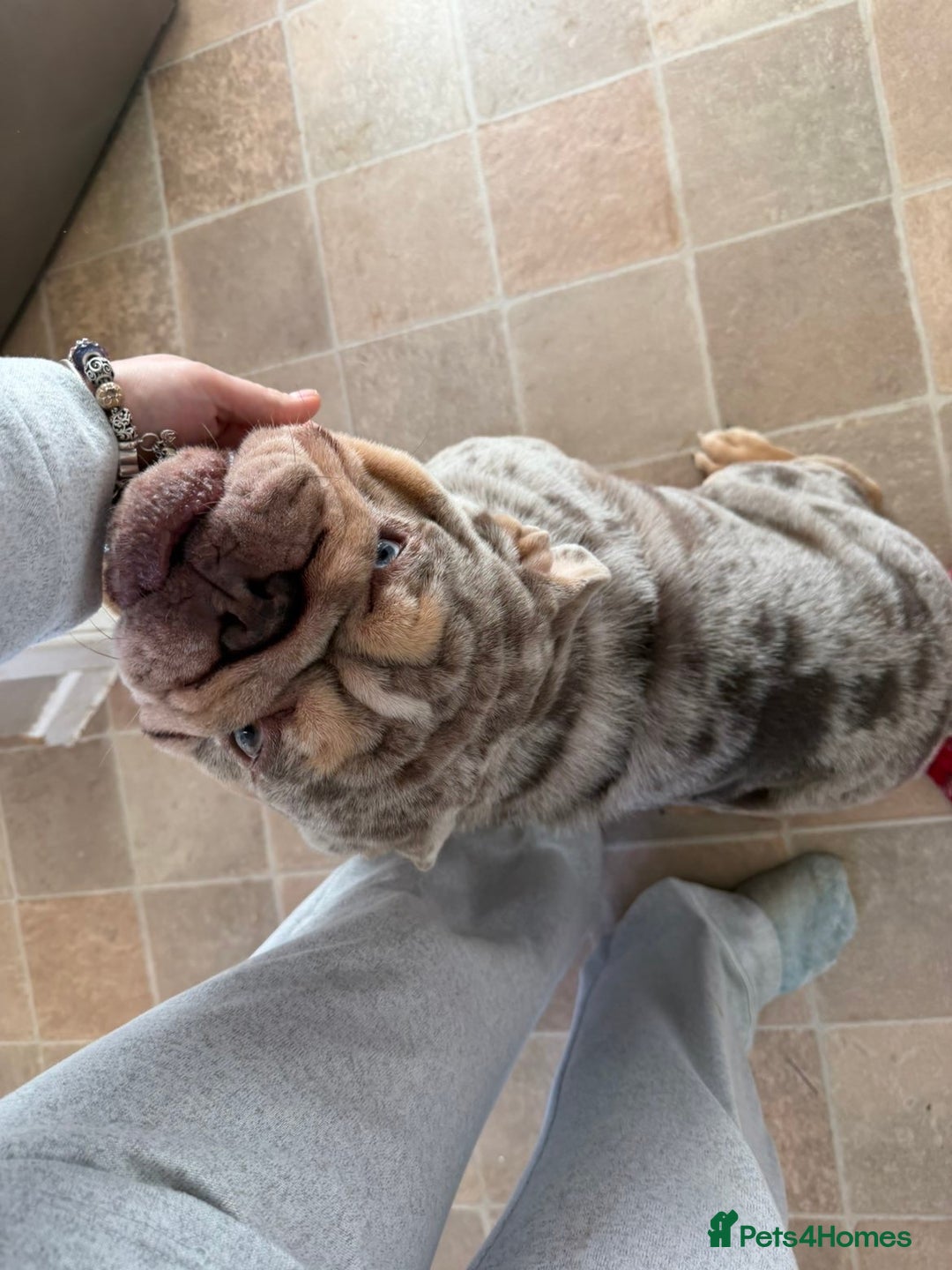 English Bulldog dogs for sale: Male English bulldog  - Advert 2