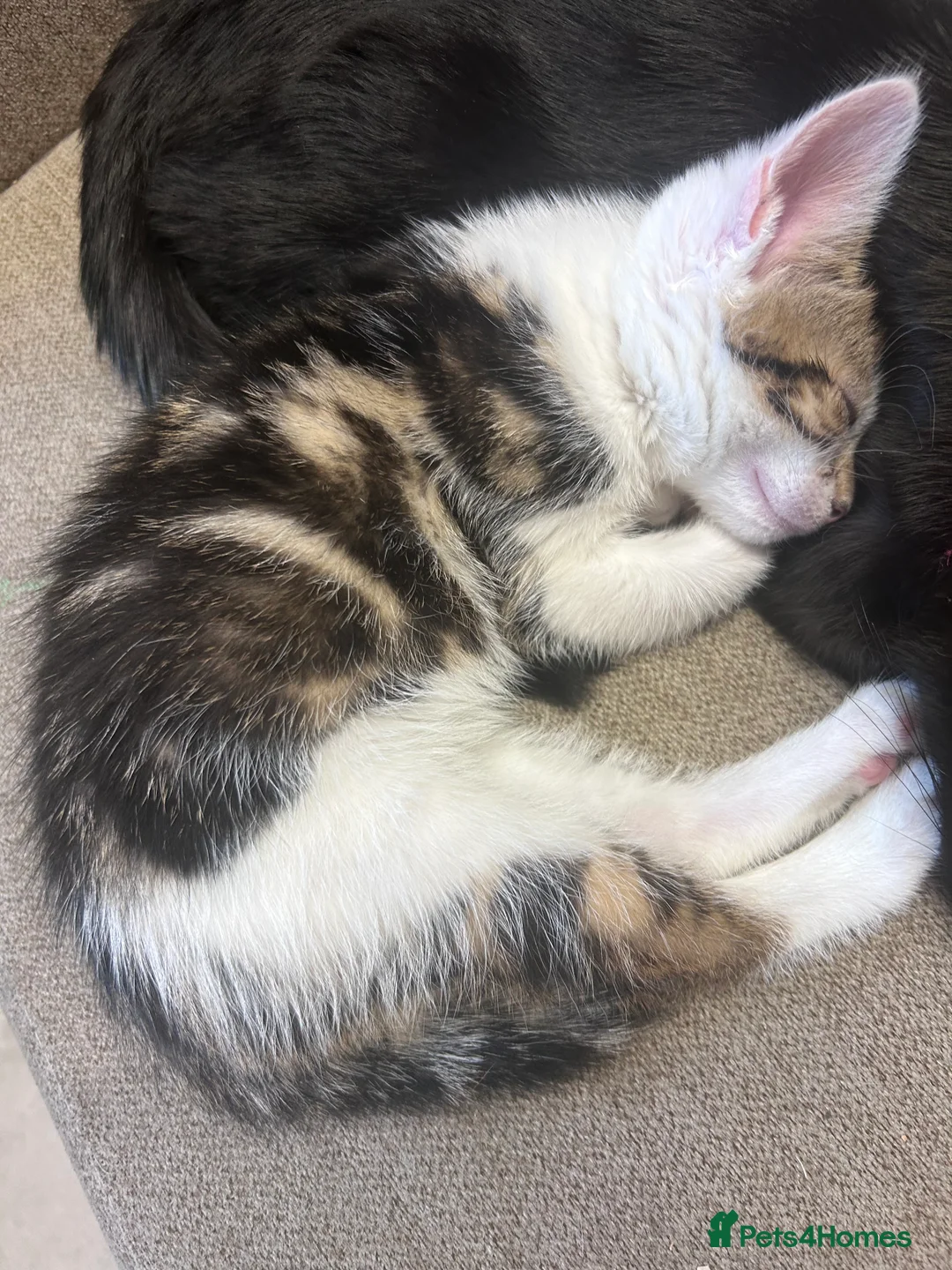 Mixed Breed cats for sale: Beautiful kittens tabby/white - Advert 2
