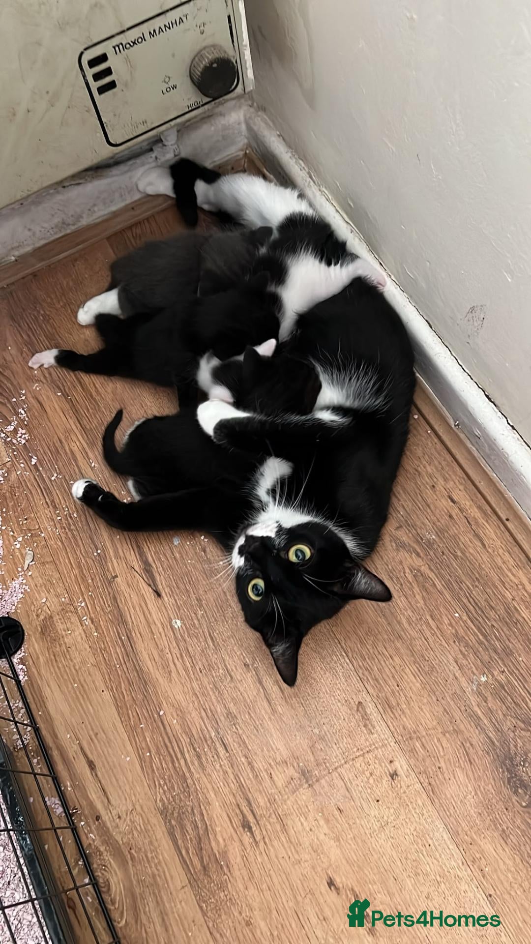Mixed Breed cats 2 male Kittens for sale - Advert 1
