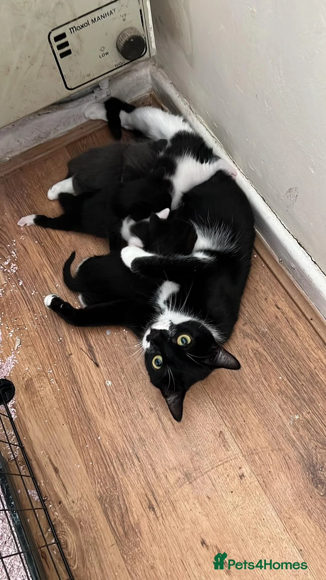 Mixed Breed cats for sale: 2 male Kittens for sale in Birmingham - Advert 1