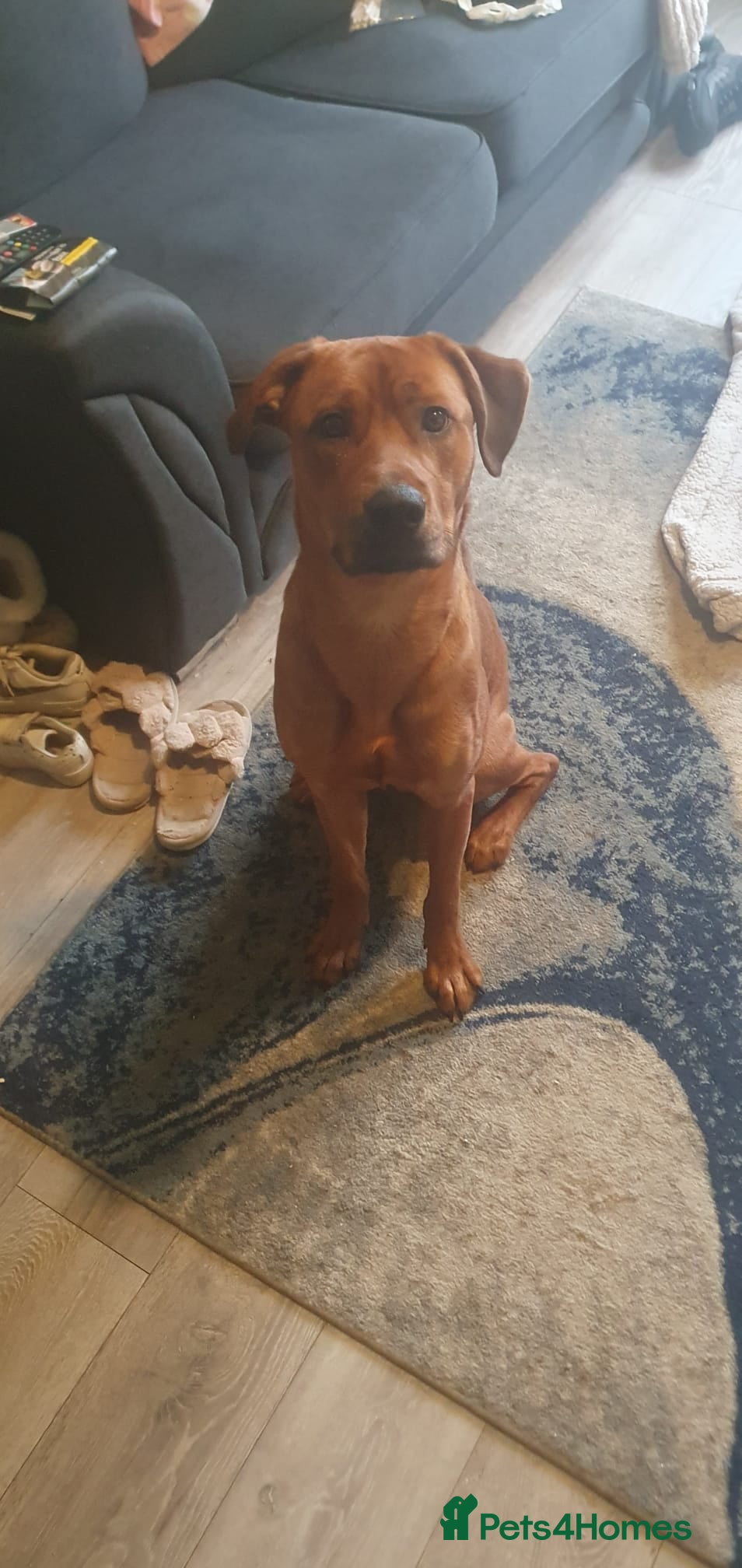 Mixed Breed dogs 1 year old staff x labrador rottweiler  - Advert 1