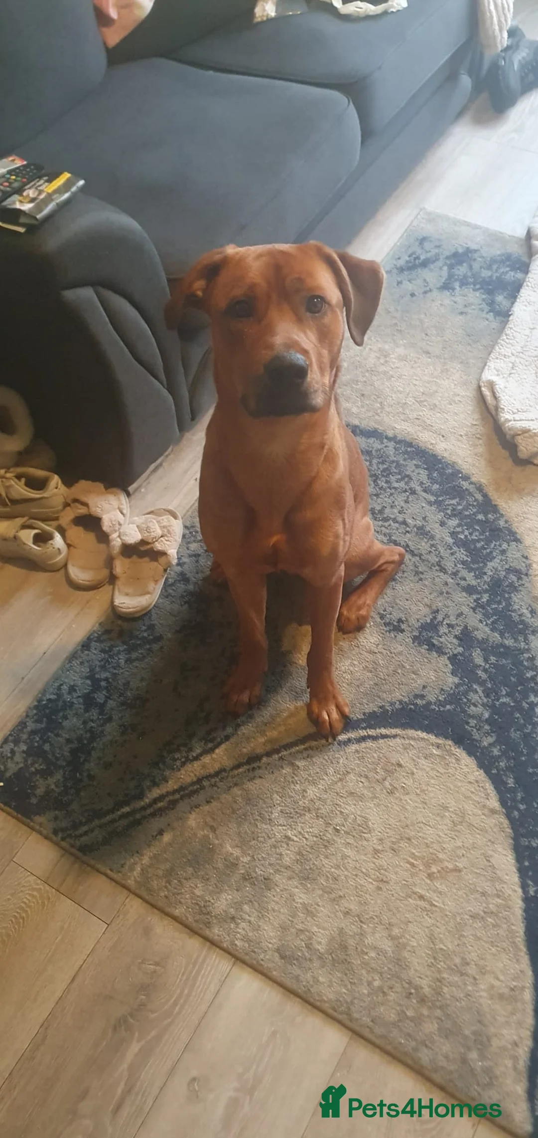 Mixed Breed dogs for sale: 1 year old staff x labrador rottweiler  - Advert 1