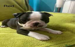 Boston Terrier dogs for sale: Boston terriers for sale - Image 21