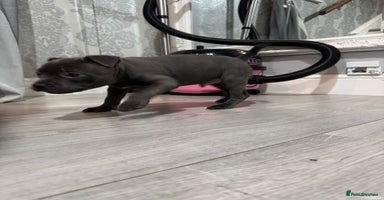 Staffordshire Bull Terrier dogs - Advert 4
