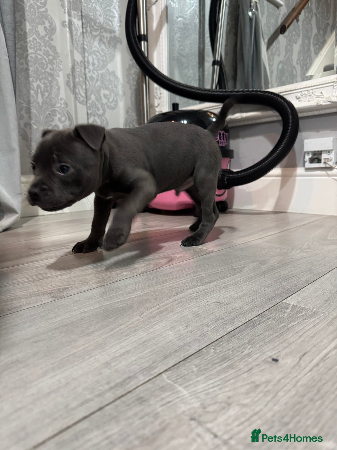 Staffordshire Bull Terrier dogs for sale: Blue Staffordshire Bull Terrier ready now  - Image 2
