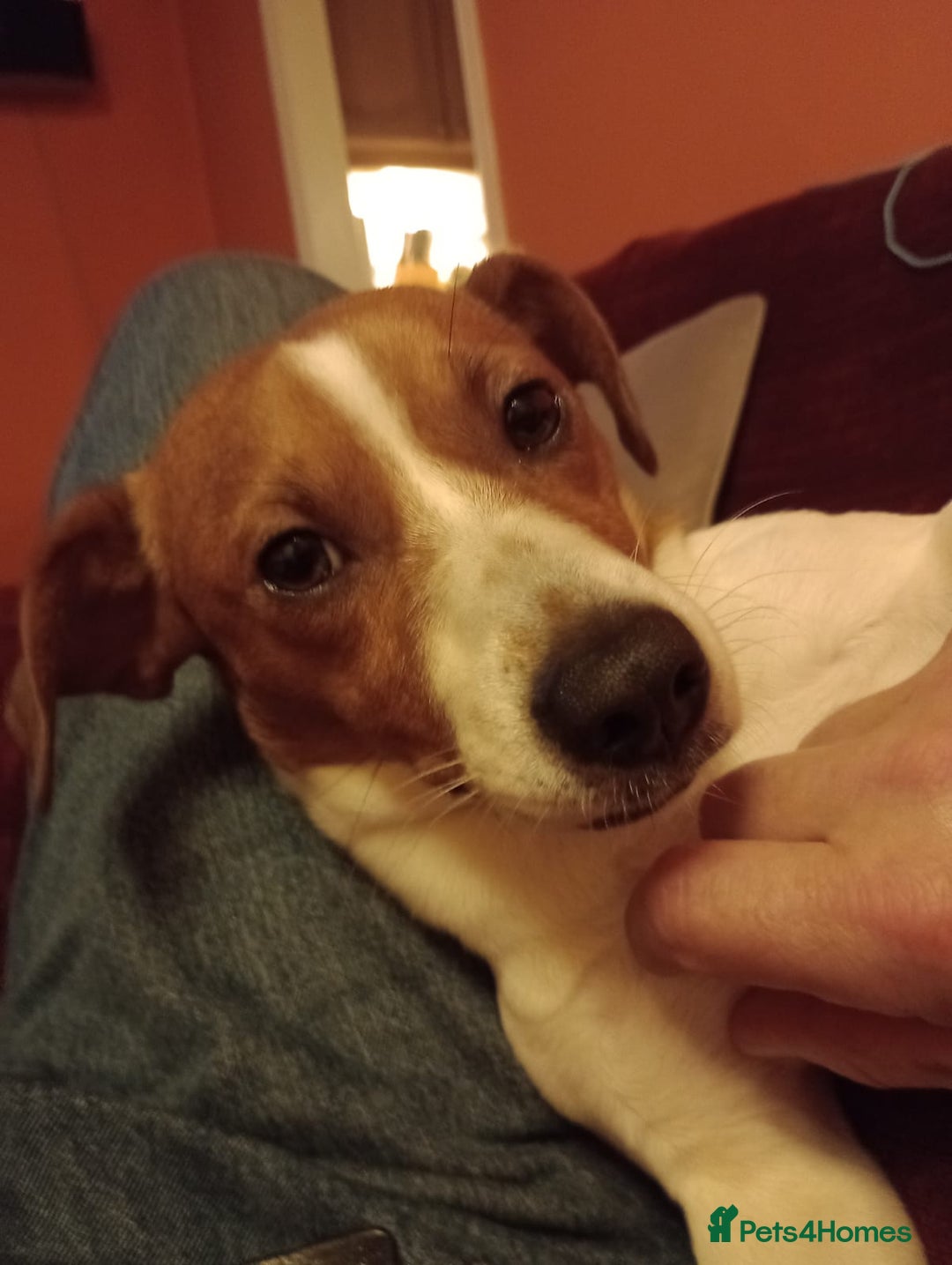Jack Russell dogs for stud: A beautiful good natured boy - Image 6