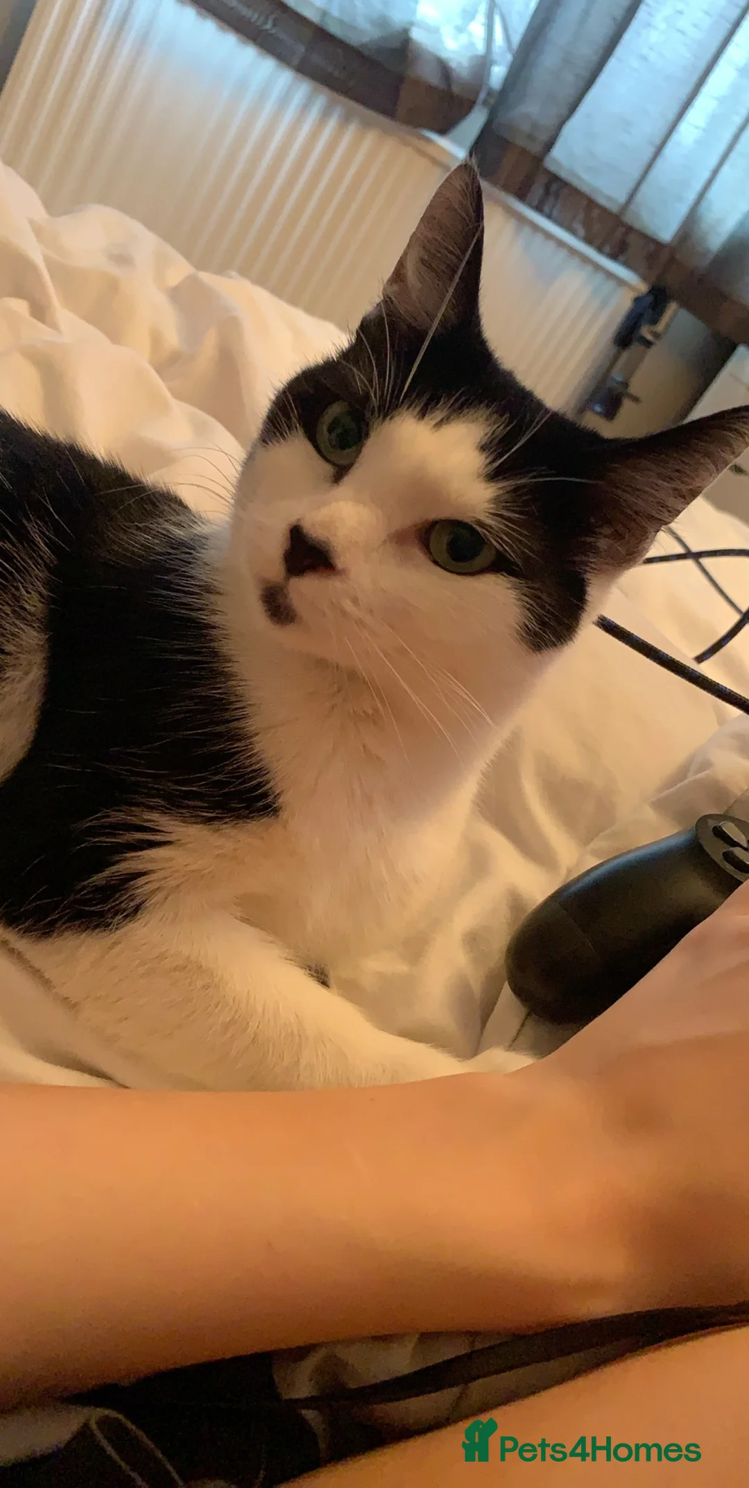 Mixed Breed cats for sale: 9 year old cat looking for a quiet home - Advert 3