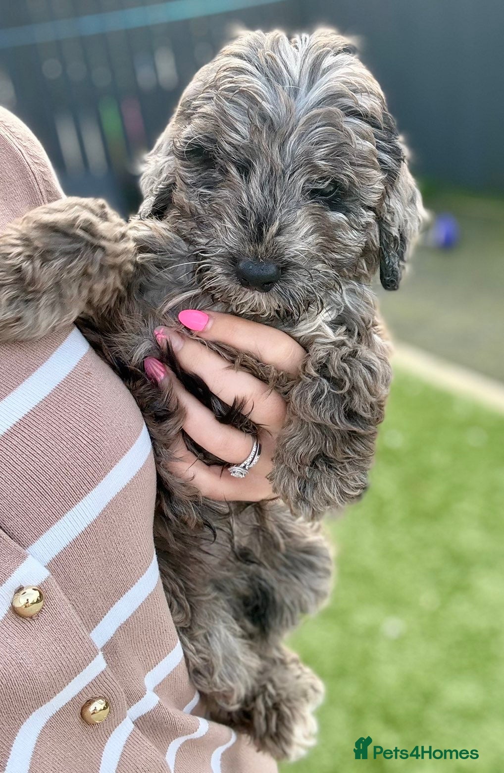 Cockapoo dogs BLUE MERLE F1 COCKAPOO - Advert 14