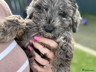 Cockapoo dogs BLUE MERLE F1 COCKAPOO - Advert 14