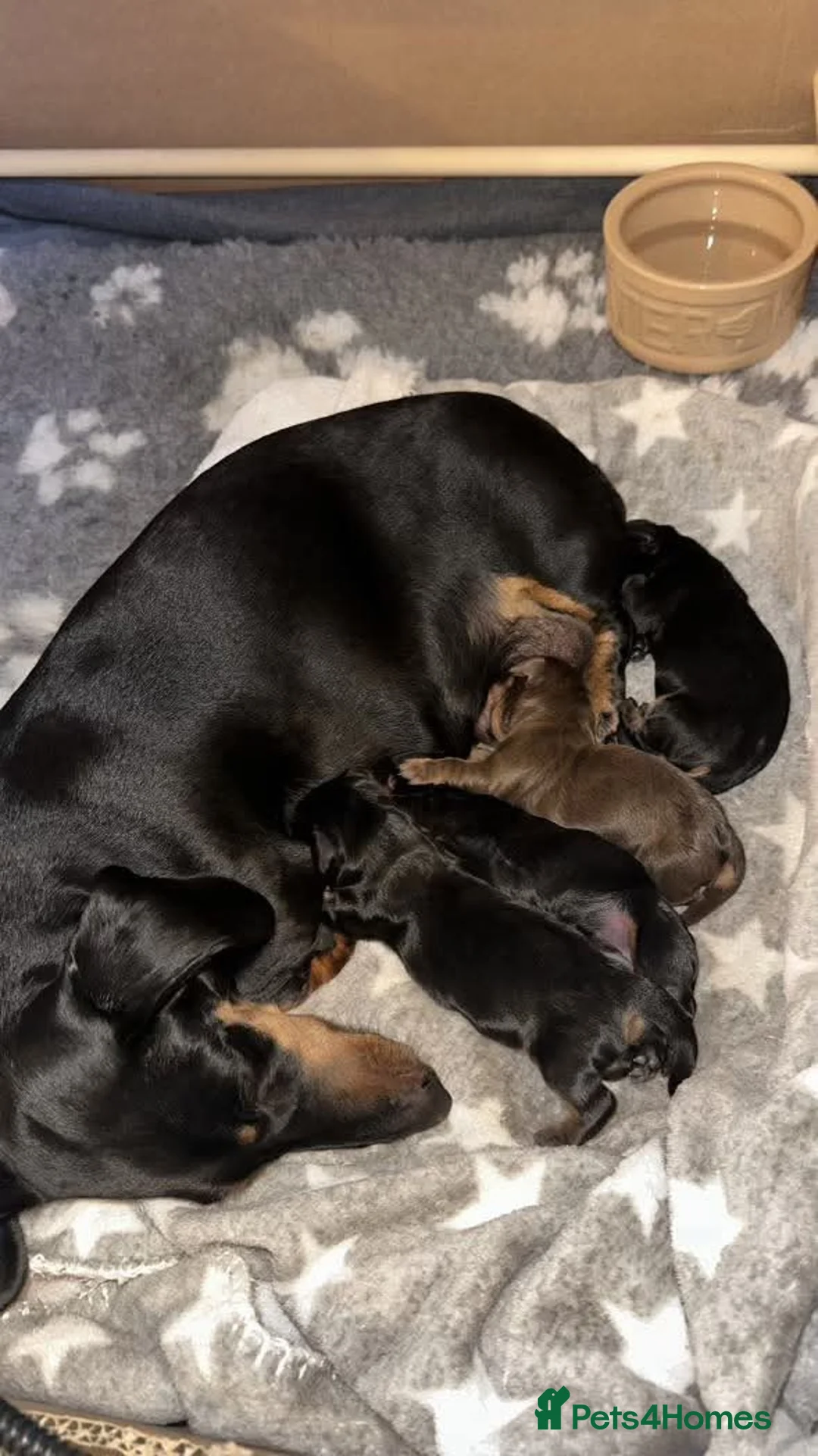 Miniature Dachshund dogs for stud: Isabella & Tan Miniature Daschund Stud - Advert 5