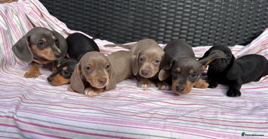 Dachshund dogs - Advert 3
