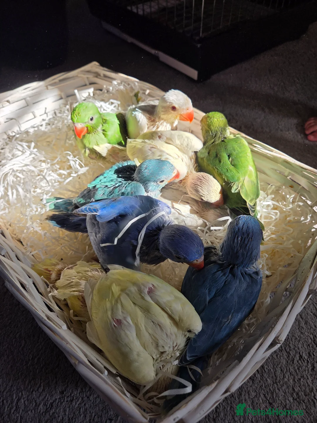 Ringnecks birds for sale: Hand-Reared Baby Indian Ringnecks for Sale  in Leicester - Advert 2