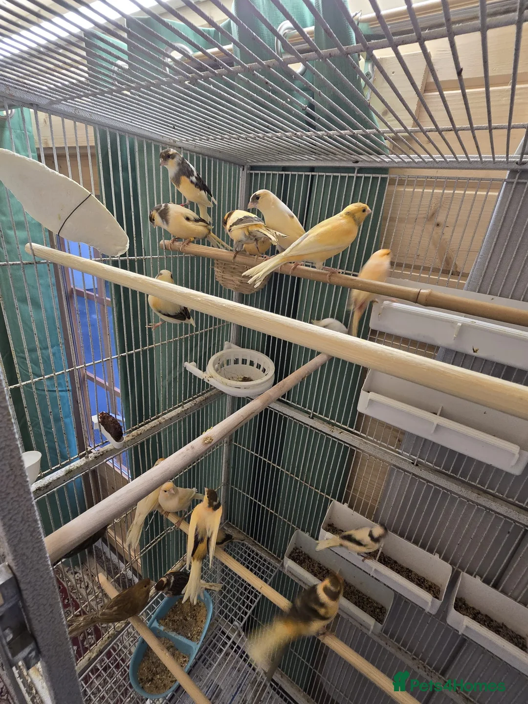 Canaries birds for sale: Beautiful healthy canaries for sale in Manchester  - Advert 6