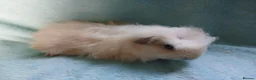 Guinea Pig rodents for sale: Funky baby boy guinea pig ready now  - Advert 3