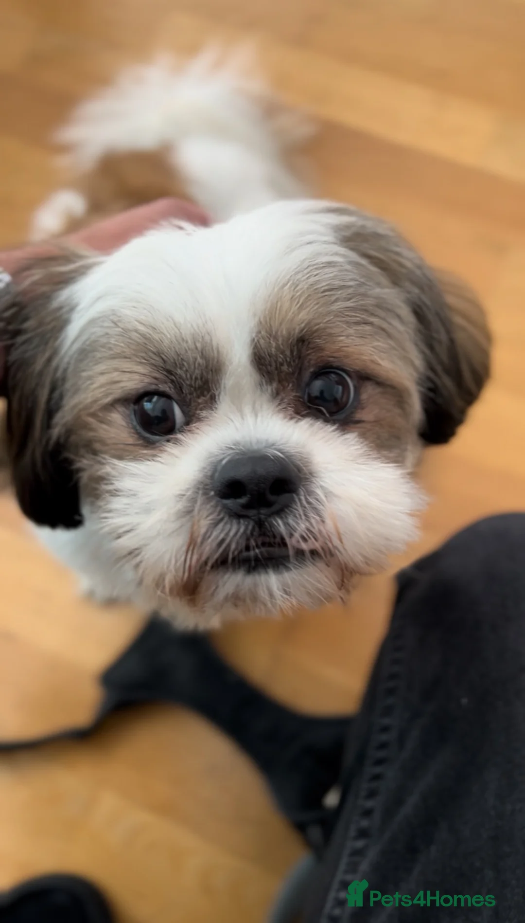 Shih Tzu dogs for stud: Beautiful Purebred Shih Tzu Stud Teddy - Advert 2