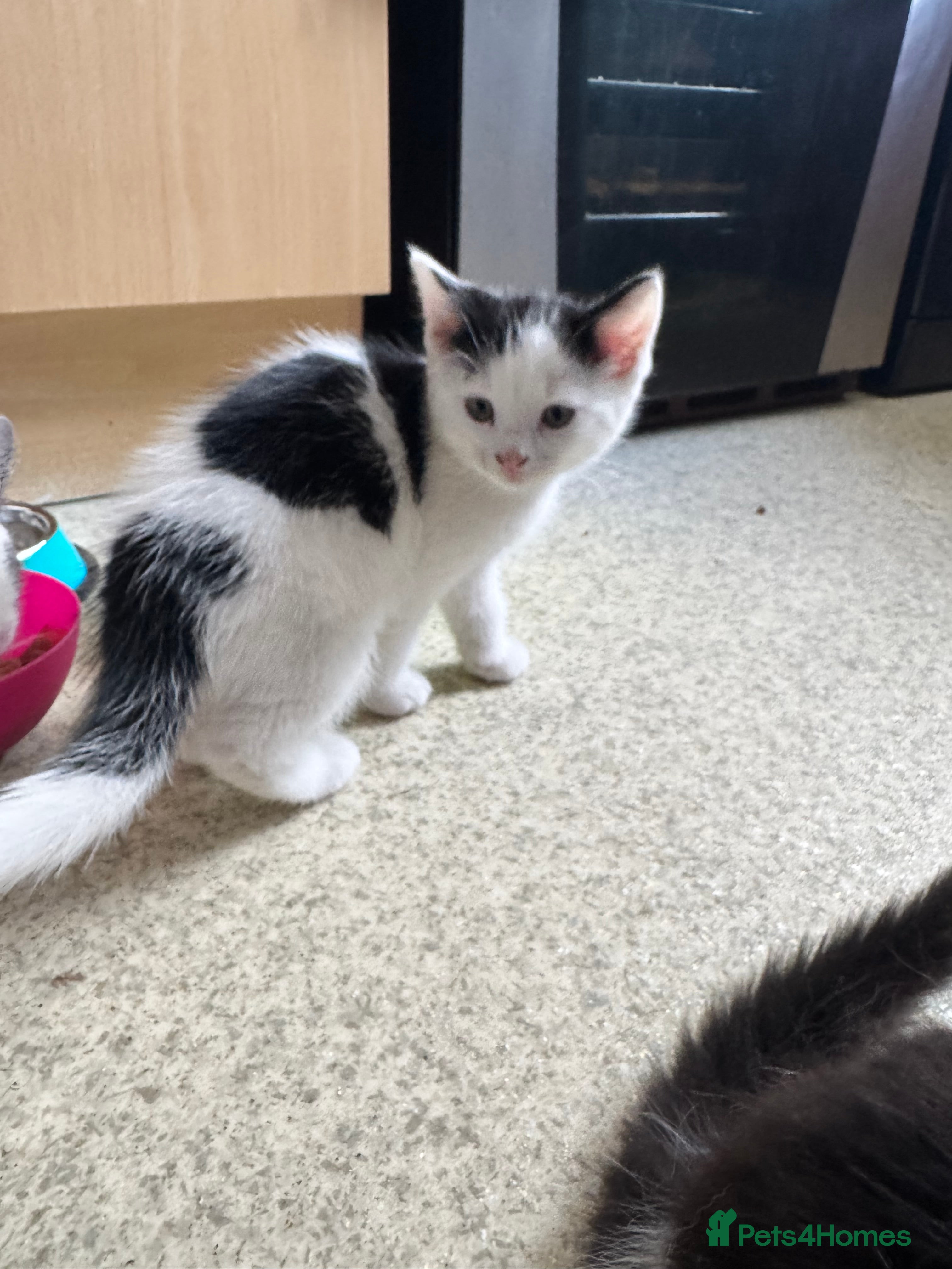 Mixed Breed cats for sale: Kittens for sale - Advert 9
