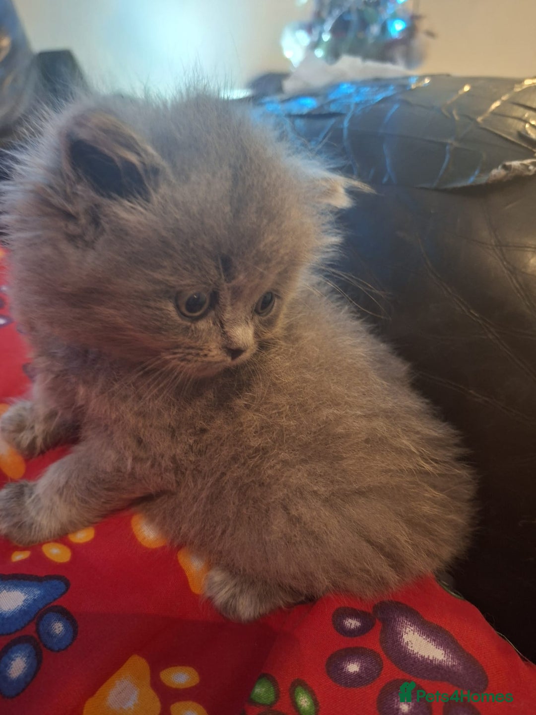 British Shorthair cats for sale: Beautiful short hair and long hair British kittens - Advert 2
