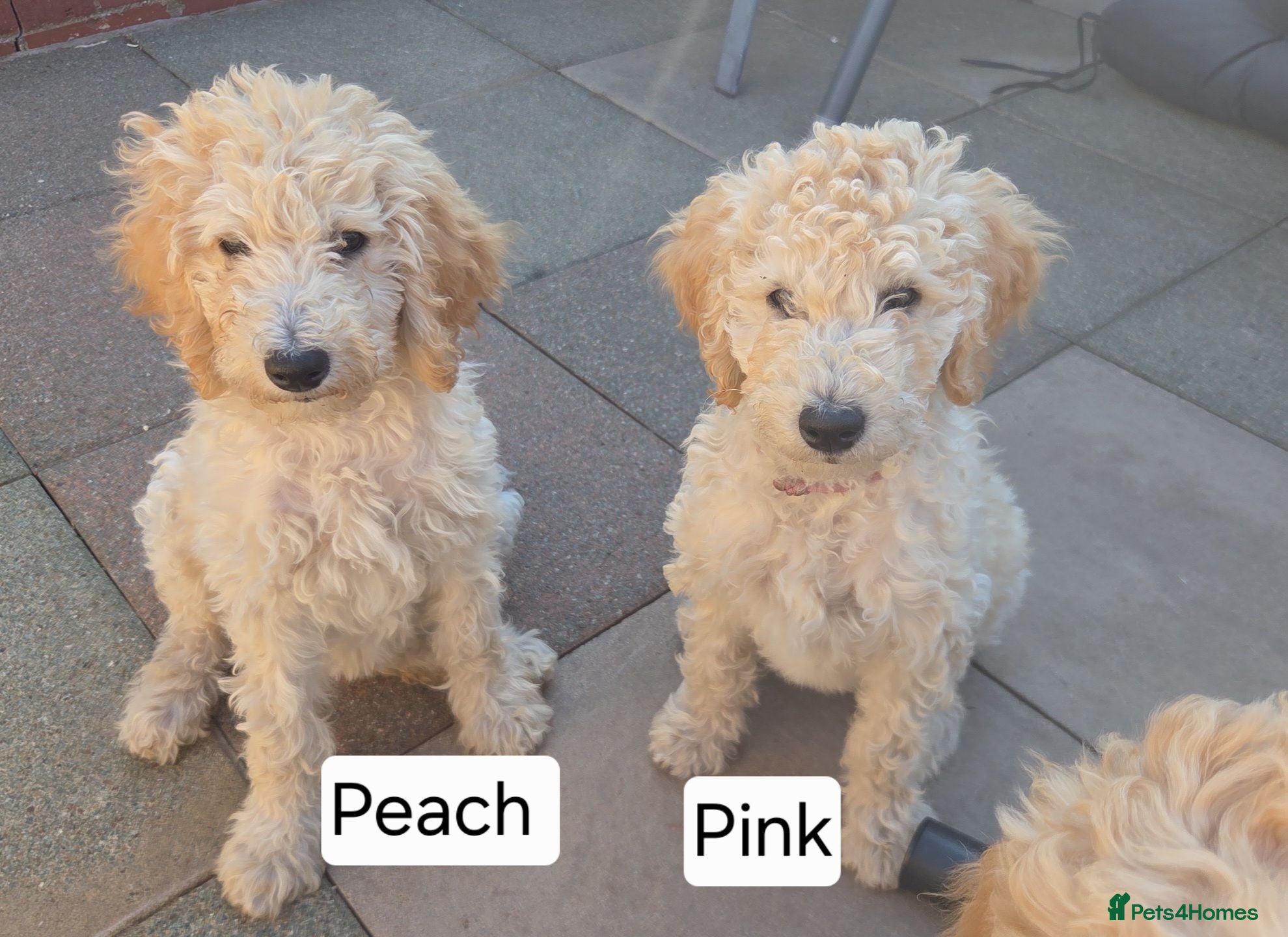 Labradoodle dogs Standard Multigeneration Labradoodle Backcross - Advert 2