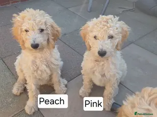 Labradoodle dogs Standard Multigeneration Labradoodle Backcross - Advert 2