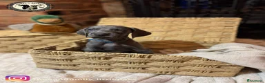 Weimaraner 1