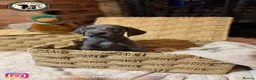 Weimaraner dogs for sale: 🐾KC Registered Blue & Silver Weimaraner Puppies🐾 - Advert 25