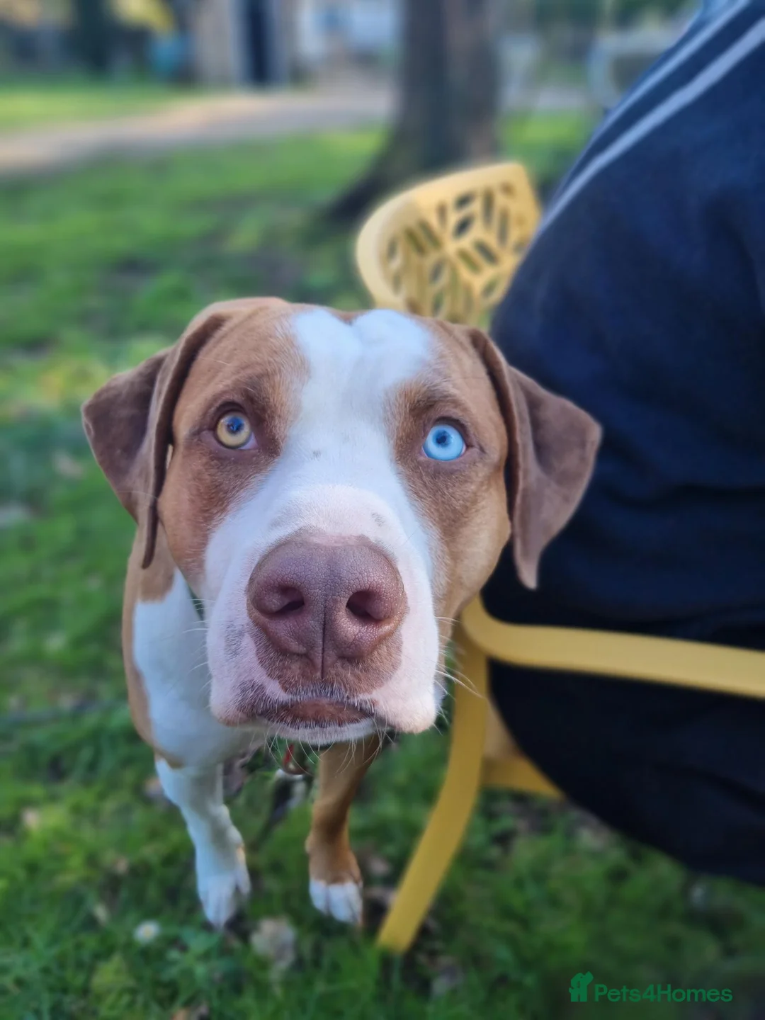 Mixed Breed dogs for sale: Catahoula Bulldog in Bournemouth - Advert 1