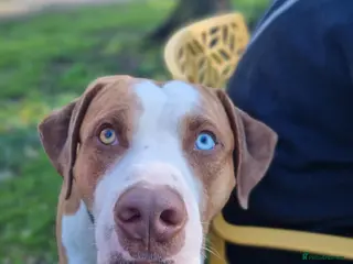 Mixed Breed dogs Catahoula Bulldog - Advert 12