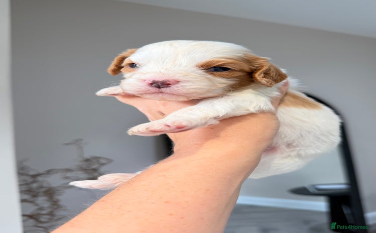 Cavapoo dogs - Advert 14