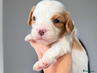 Cavapoo dogs - Advert 14