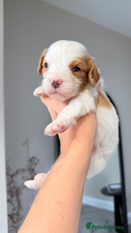 Cavapoo dogs - Advert 14